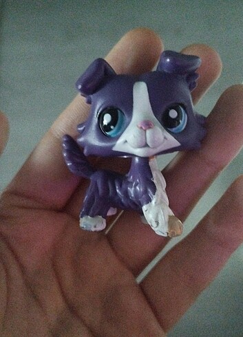  Collie toplu fiyat LPS Minis