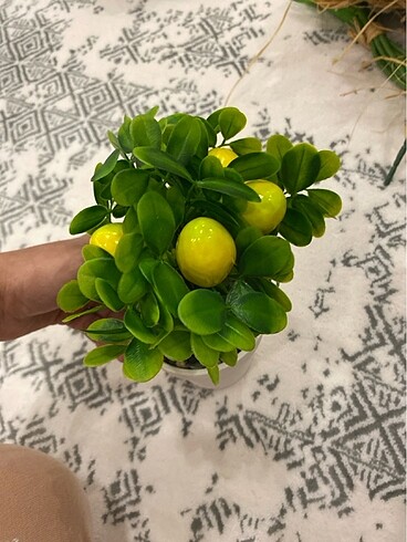 E.L.F Limon ağacı