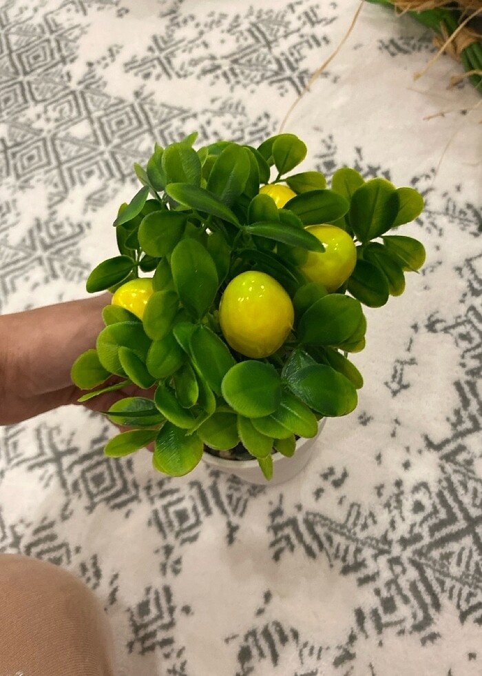 Limon ağacı - Görsel 2