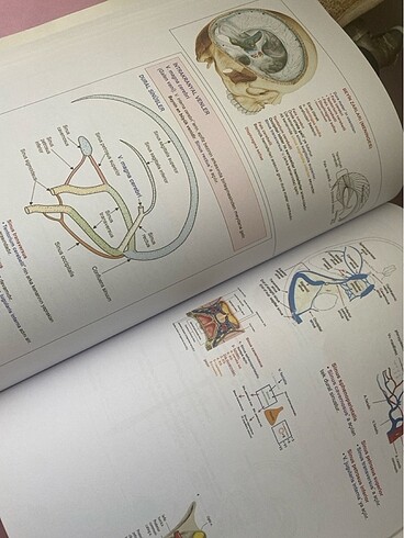 TUSTİME NÖROANATOMİ ŞEKİL ATLASI - Görsel 2