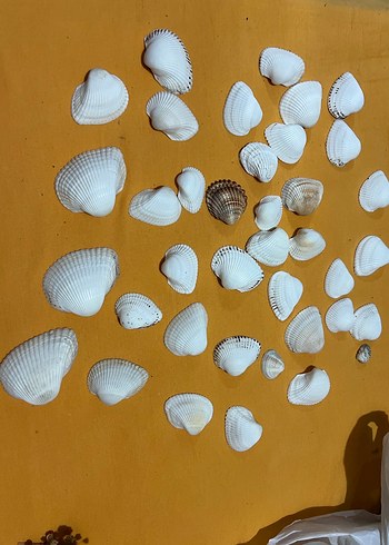 Diğer Beyaz Deniz Kabukları Süslemeleri