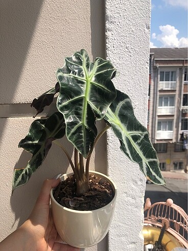 Alocasia Polly