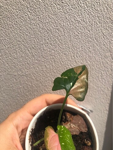 Diğer Syngonium Tricolor
