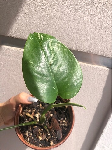 Beden Monstera Albo