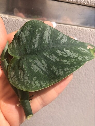 Diğer Monstera Dubia