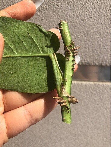 Beden Monstera Dubia