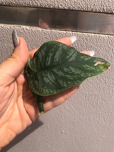 Beden yeşil Renk Monstera Dubia