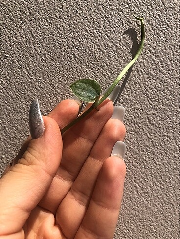 Monstera Dubia