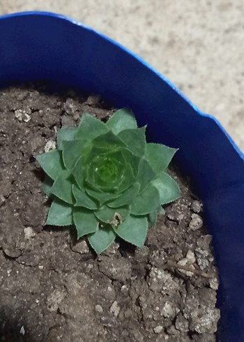 Diğer Diğer bitgi Mini Sukulentler, adet fiyatı dir