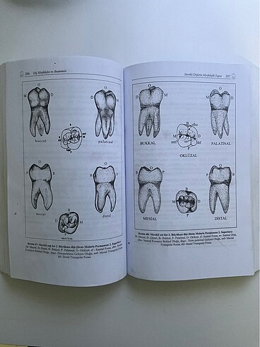 Diş Morfolojisi ve Anotomisi - Görsel 2