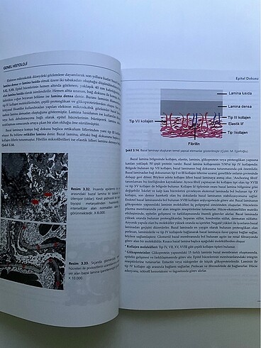 Genel Histoloji - Görsel 2