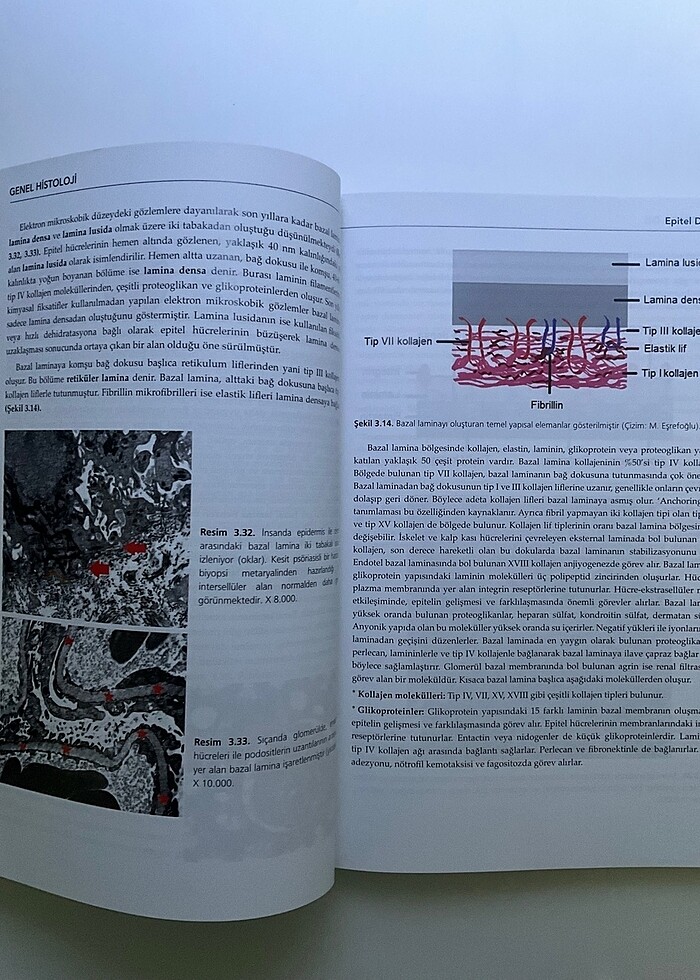 Genel Histoloji - Görsel 2