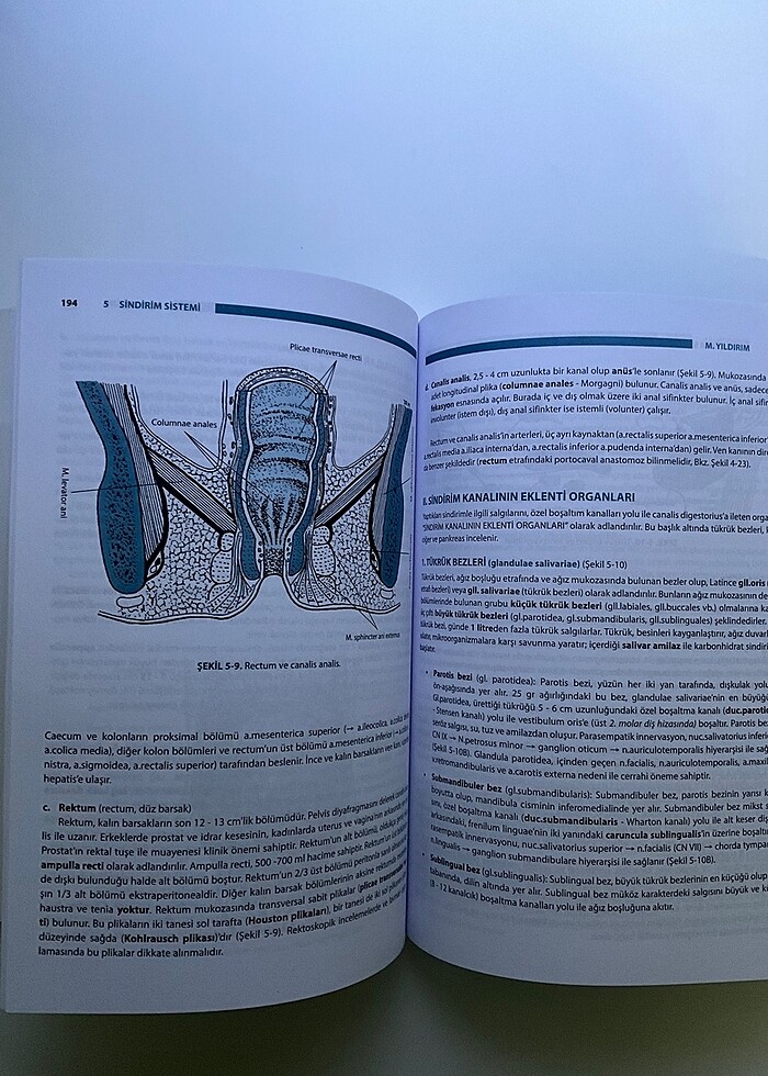 İnsan Anatomisi - Görsel 2