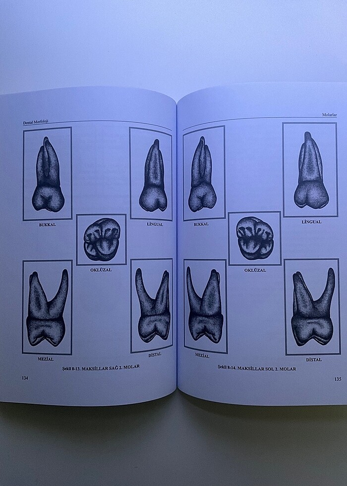 Dental Morfoloji - Görsel 2