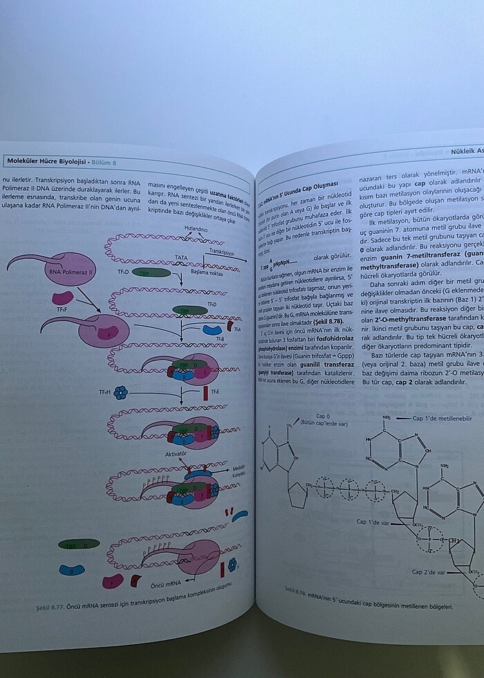 Moleküler Hücre Biyolojisi - Görsel 2
