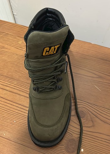 Cat 42