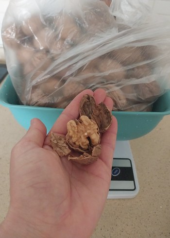 Kabuklu Ceviz dogal bahceden urun kg 350 - Görsel 3