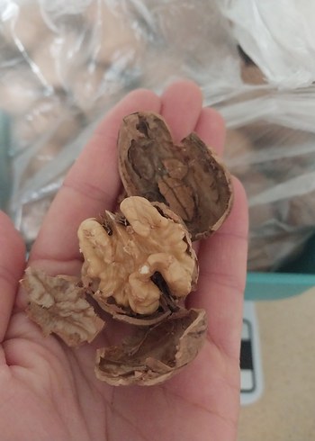 Kabuklu Ceviz dogal bahceden urun kg 350 - Görsel 2