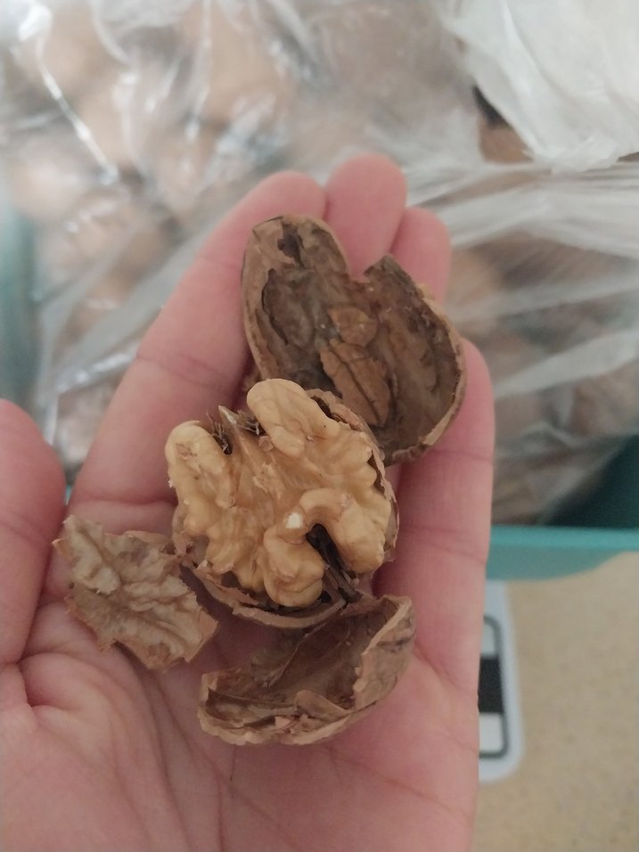 Kabuklu Ceviz dogal bahceden urun kg 350 - Görsel 2