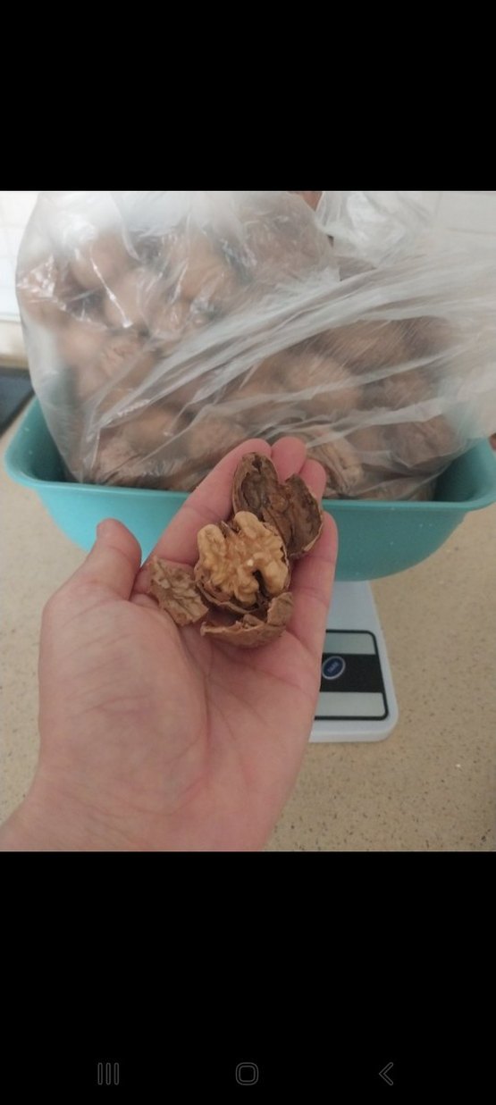 Kabuklu ceviz dogal urun kg 350 - Görsel 3