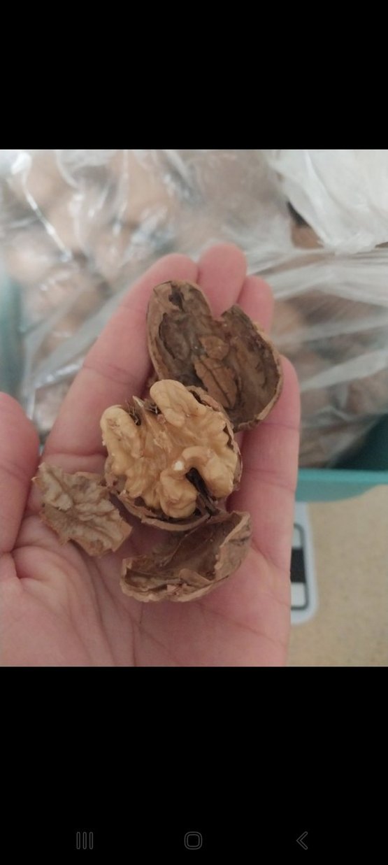 Kabuklu ceviz dogal urun kg 350 - Görsel 2