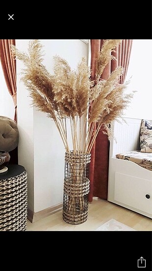 Yeni mahsül pampas