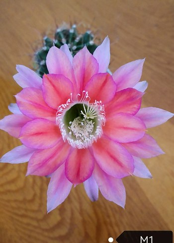 Hibrit Echinopsis Kaktüs