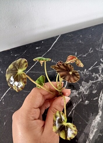 Kaplan Begonia