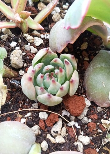 echeveria chihuahuensis
