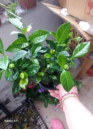 Gardenya çiçeği 