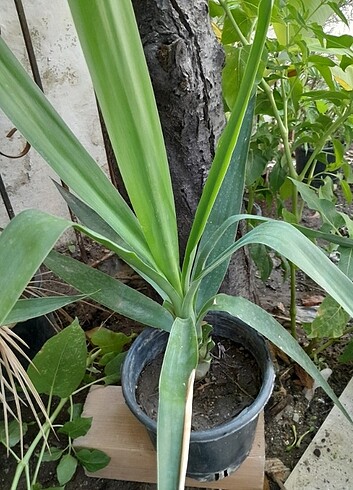 YUCCA AVIZE CICEGI