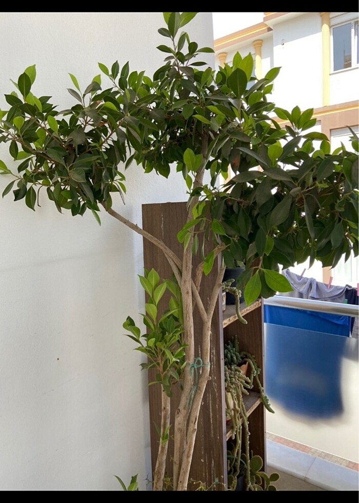 salon ofis bitkisi - Görsel 2