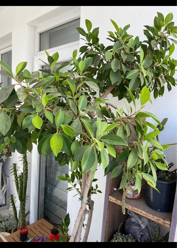 salon ofis bitkisi - Görsel 3