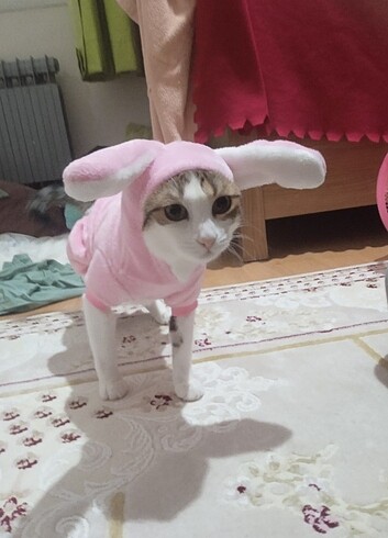tavşanlı kedi köpek kostümü
