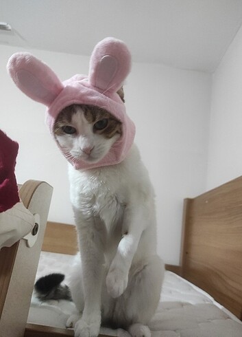 kedi köpek şapkası - Görsel 2