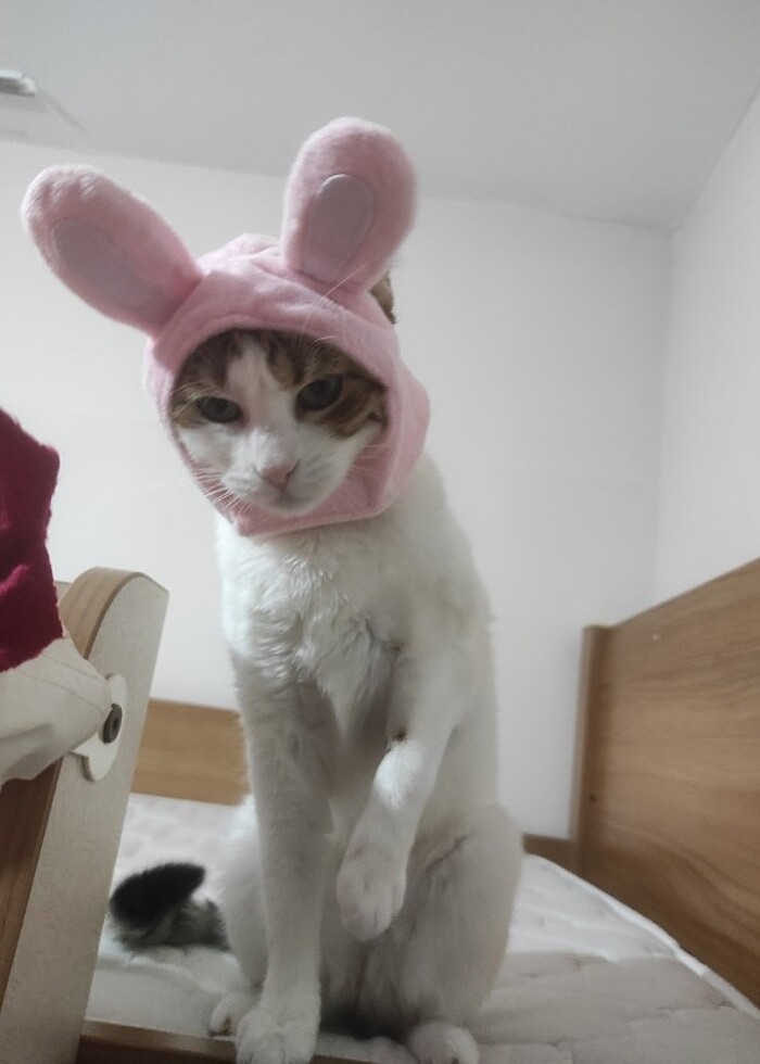 kedi köpek şapkası - Görsel 2