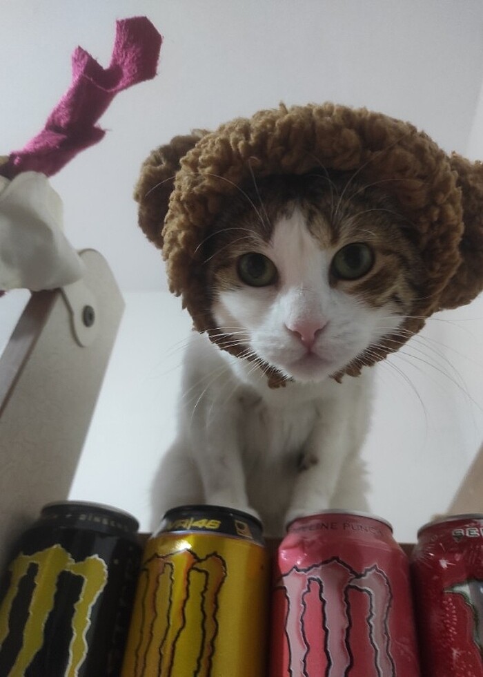 kedi köpek ayı şapkası ???????? - Görsel 2