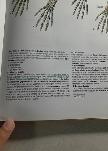  Beden Renk Sobotta İnsan Anatomisi Atlası
