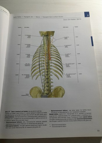  Sobotta İnsan Anatomisi Atlası
