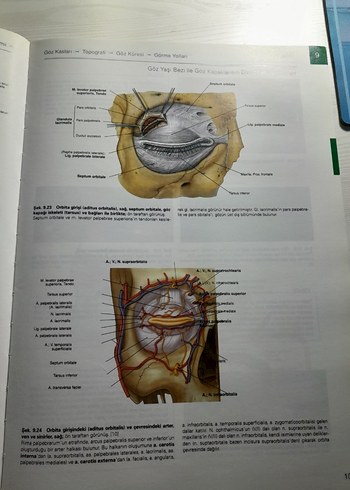 Beden Sobotta İnsan Anatomisi Atlası - Baş, Boyun ve Nöroanatomi