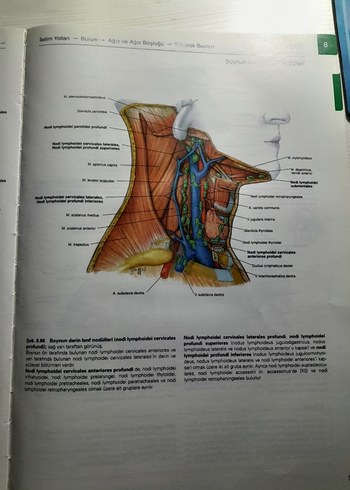  Beden Renk Sobotta İnsan Anatomisi Atlası - Baş, Boyun ve Nöroanatomi