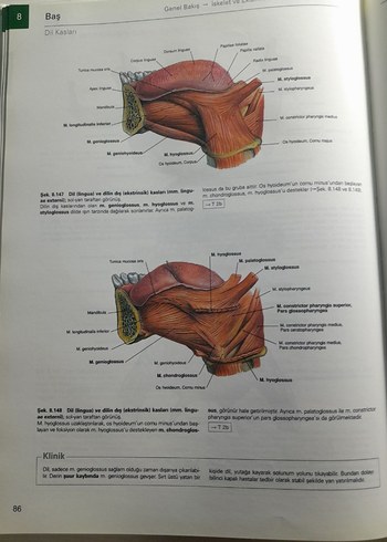  Sobotta İnsan Anatomisi Atlası - Baş, Boyun ve Nöroanatomi