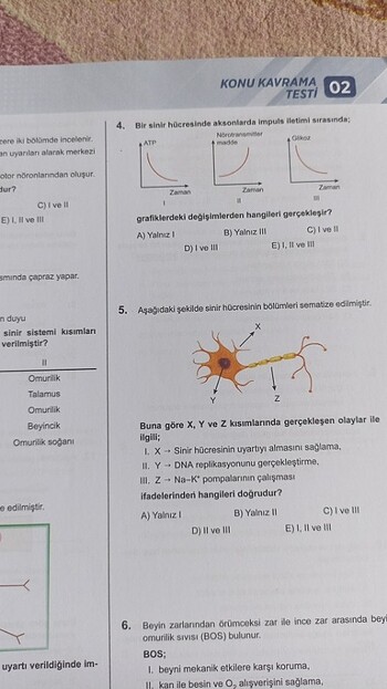 Beden Renk AYT biyoloji soru Bankası