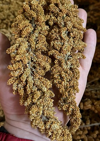 Doğal Kuş Yemi - Görsel 2