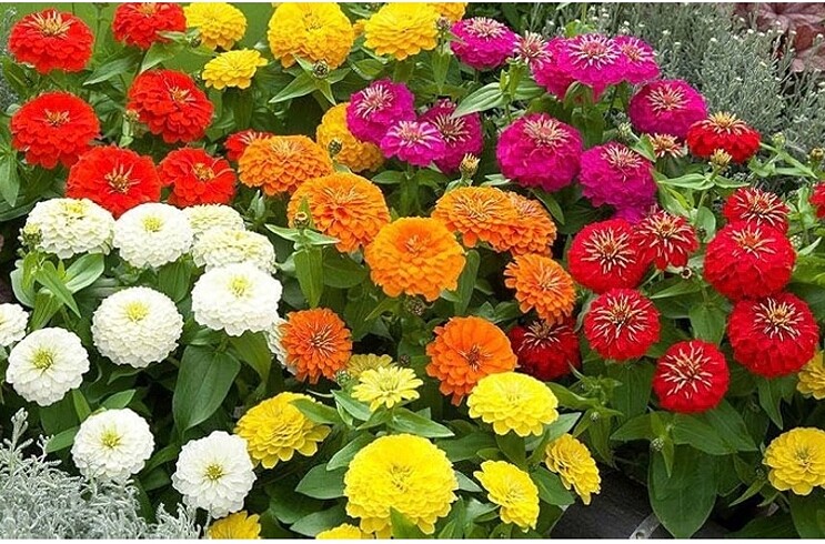 Özel İthal Karışık Zinnia Çiçek Tohumu