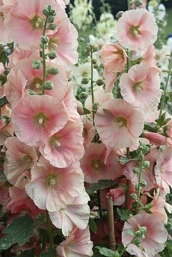 Özel İthal Rose Gülhatmi Çiçek Tohumu