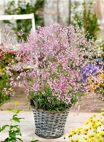 Özel İthal Renkli Gypsophila Çiçek Tohumu