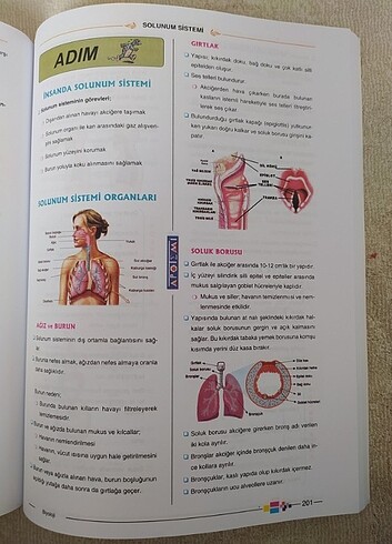  Beden Renk Apotemi sistemler fasikül 