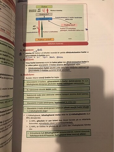 Diğer Dusdata şampiyonların notu