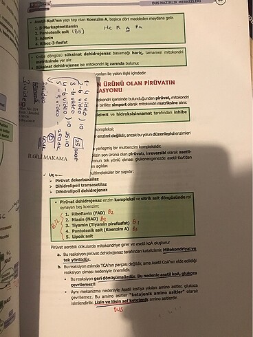  Beden Renk Dusdata şampiyonların notu